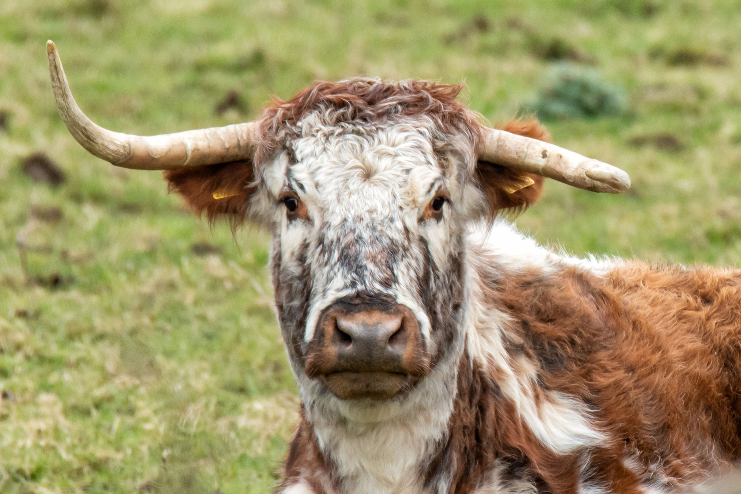 Haddon Hall - English Longhorn