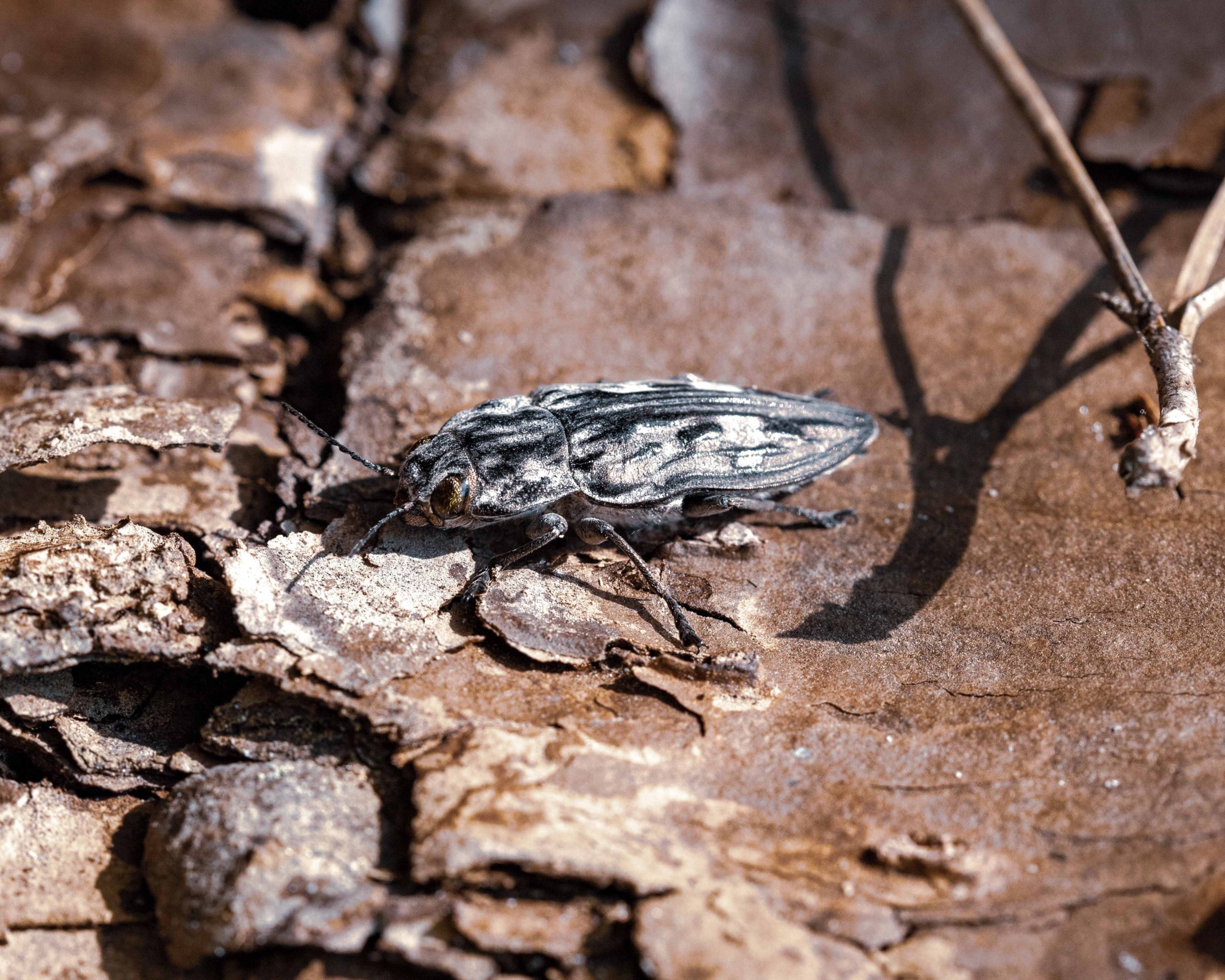 haddon-hall-saproxylic-invertebrates